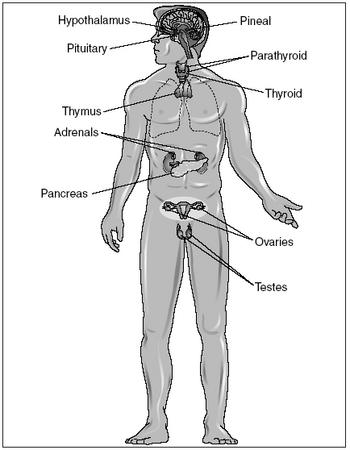Design: parts of the endocrine system - The Endocrine System - blood, body,  levels, brain, children, meaning, skin, white