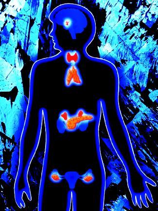 The female hormone system. The ovaries (located on each side of the pelvis) are the sex organs in females. (Photograph by Alfred Pasieka. Reproduced by permission of Photo Researchers, Inc.)