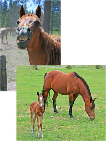 I enjoy taking pictures of comical horses and foals.